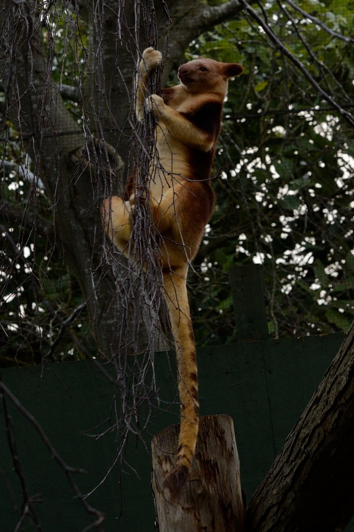 Female Goodfellows Tree Kangaroo - Exiting a tree #1