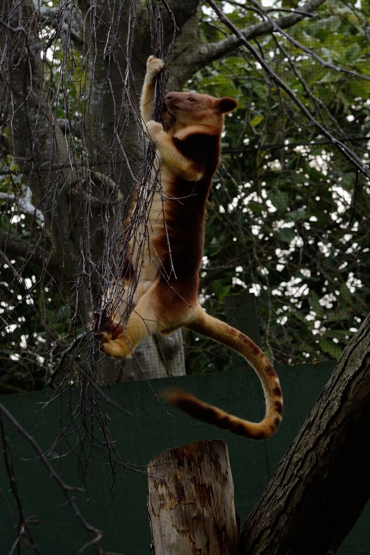 Female Goodfellows Tree Kangaroo - Exiting a tree #2