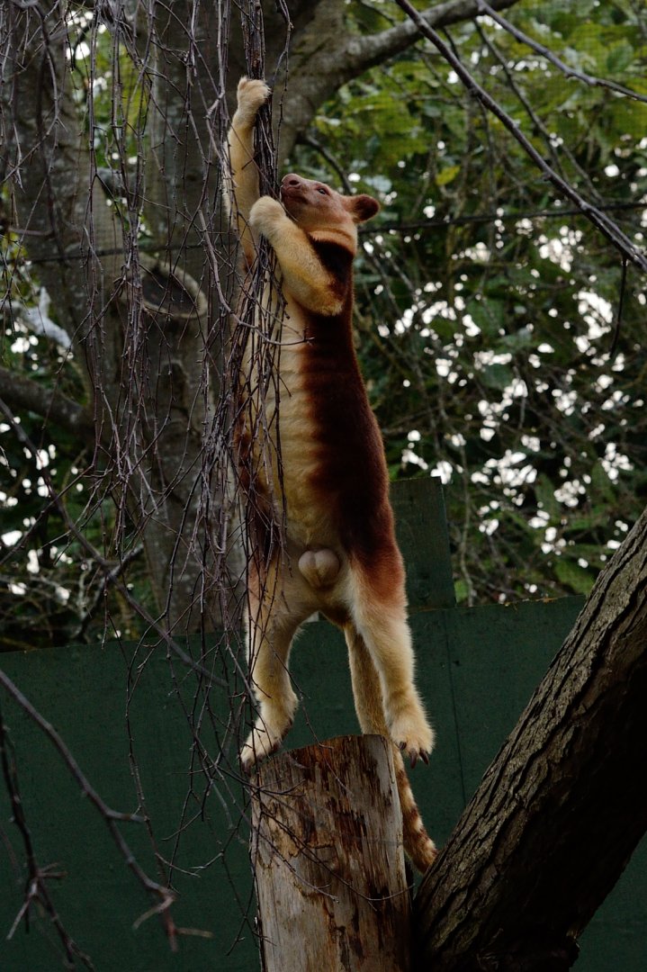 Female Goodfellows Tree Kangaroo - Exiting a tree #3
