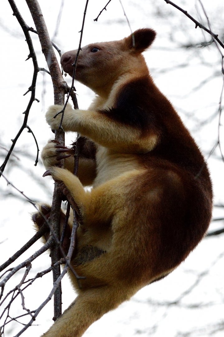 Female Goodfellows Tree Kangaroo "Kitawa" - 05/12/2019