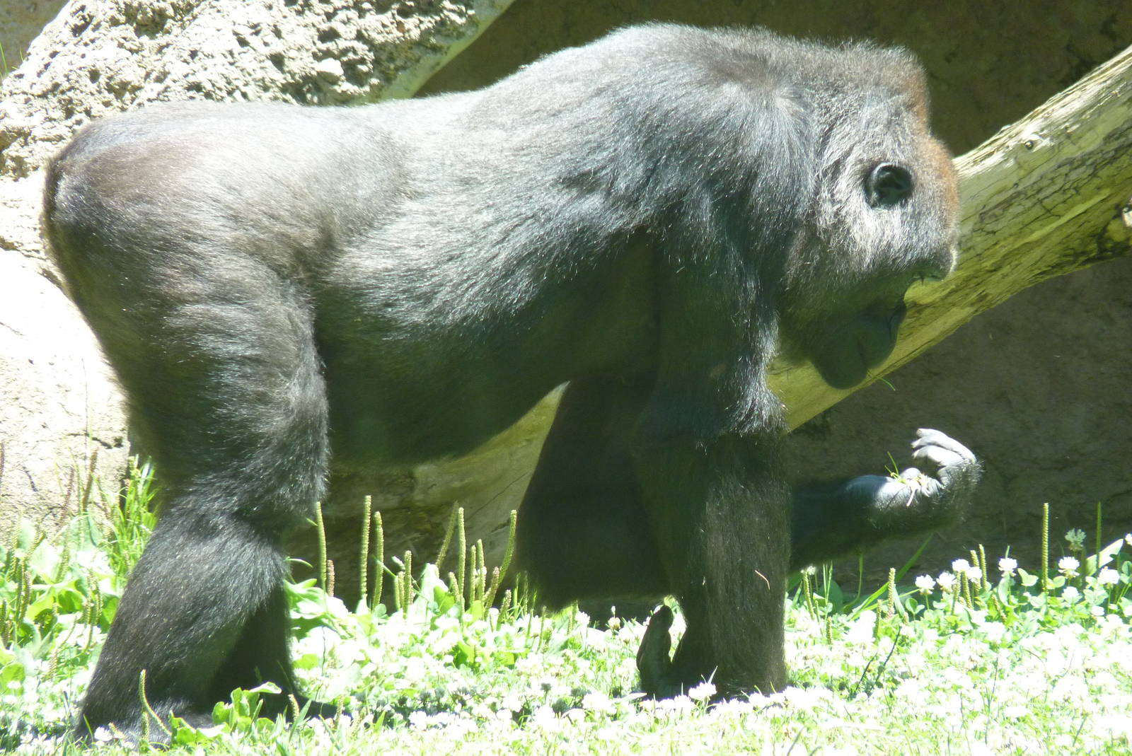 Female Gorilla, 17 June 2015