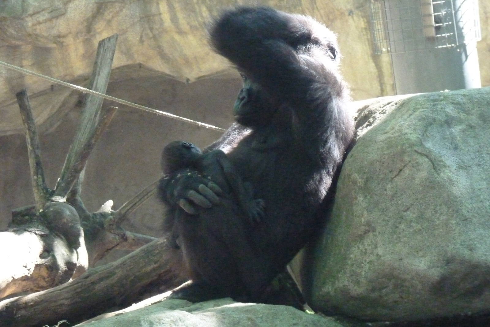 Female Gorilla and infant, 17 June 2015