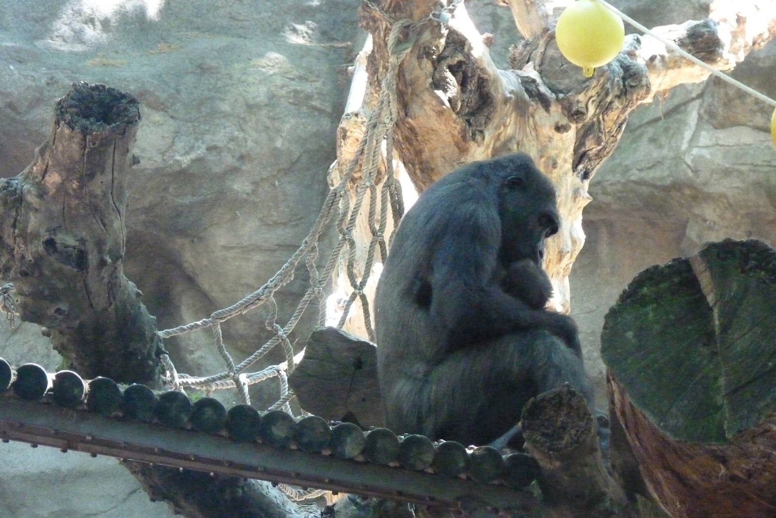 Female Gorilla and infant, 17 June 2015