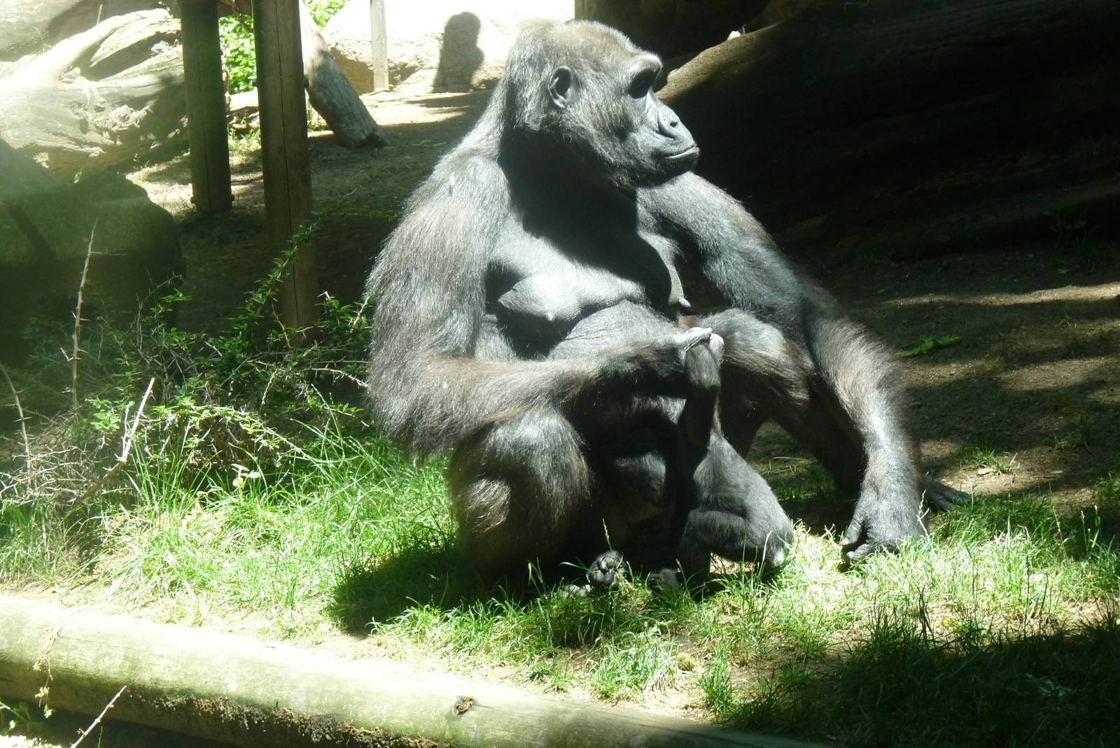 Female Gorilla and infant, 17 June 2015
