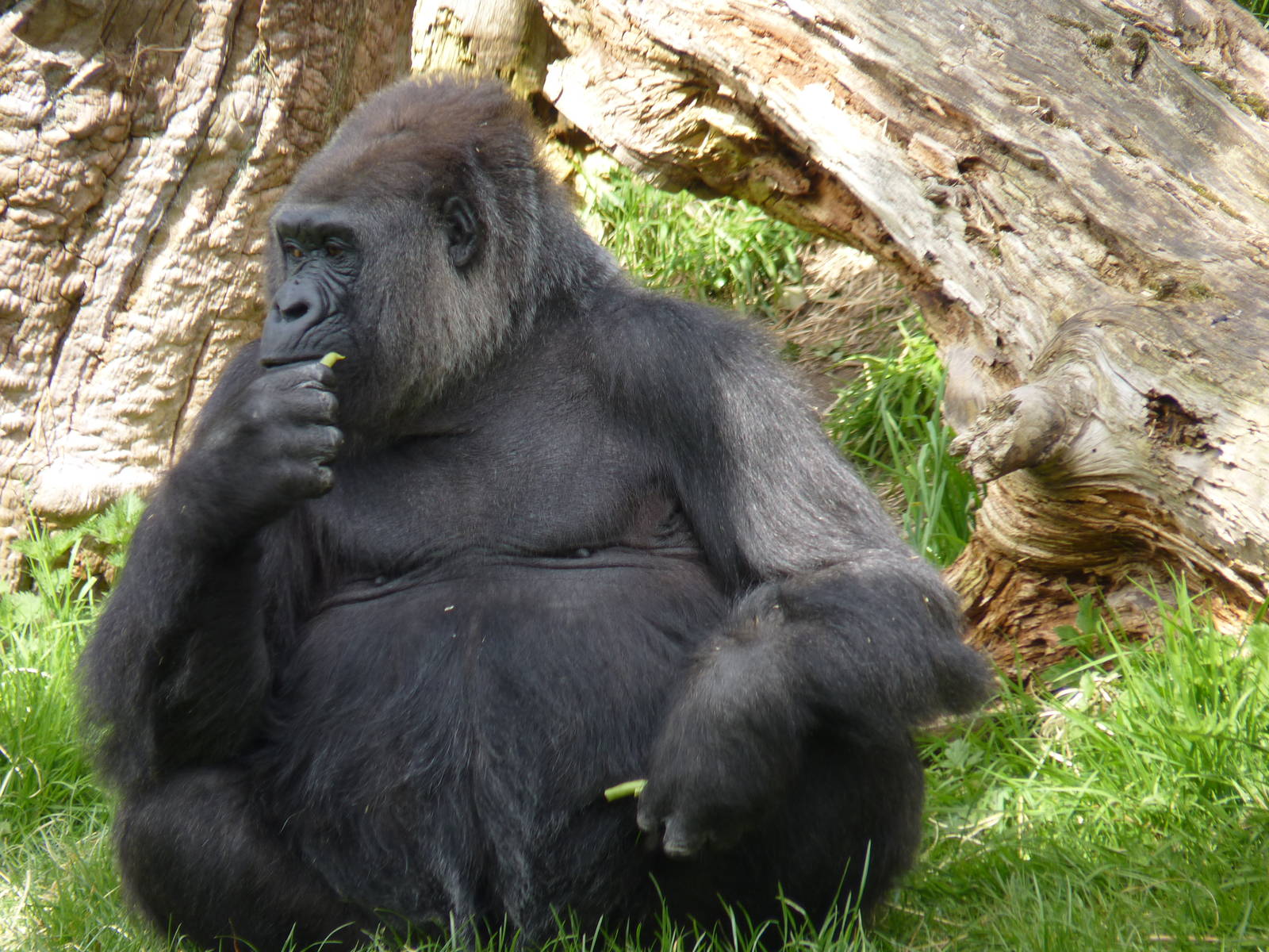 Female Gorilla, April 2013