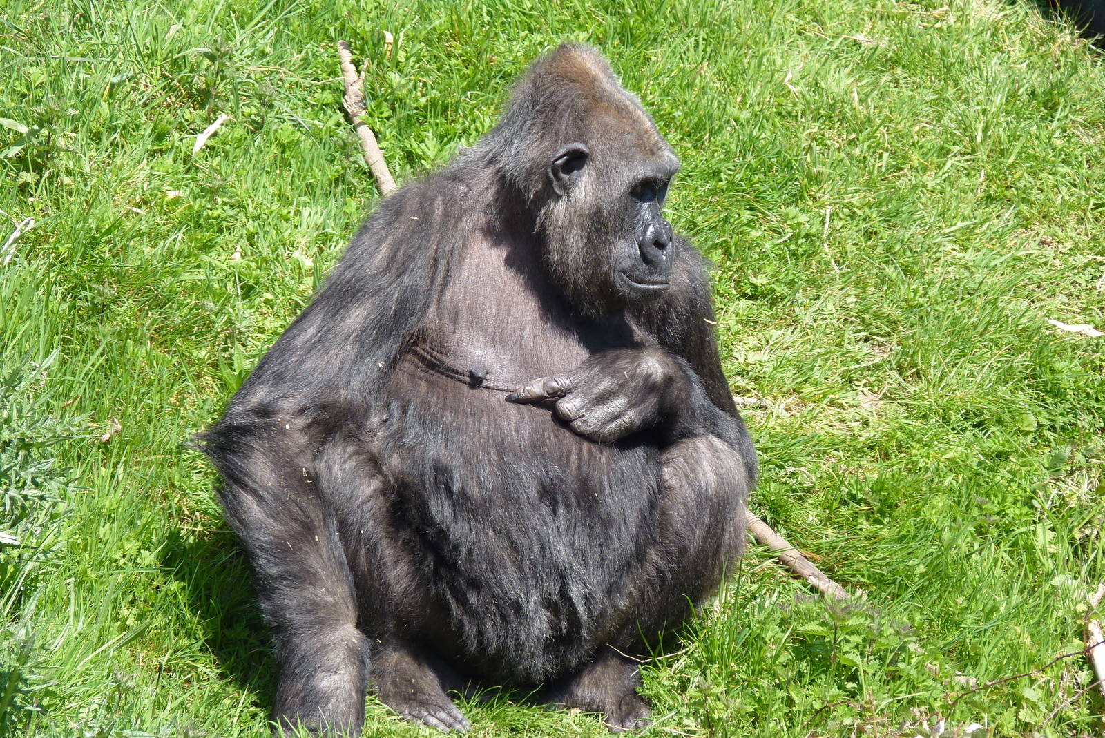 Female Gorilla, April 2013