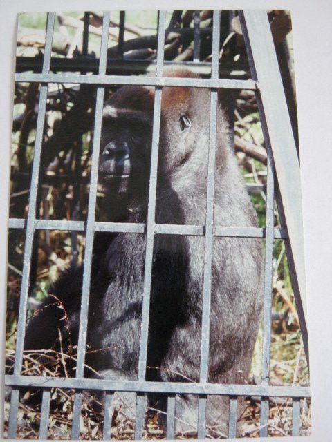 Female Gorilla Baffia on loan at Edinburgh 1992.
