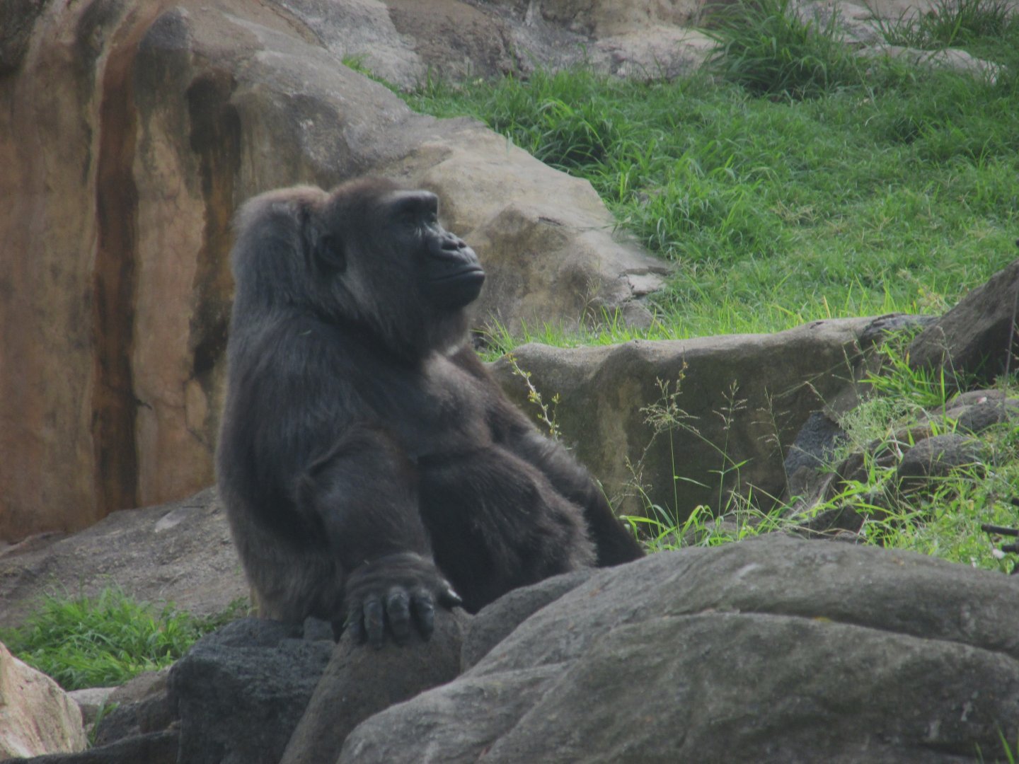 Female Gorilla Chencha
