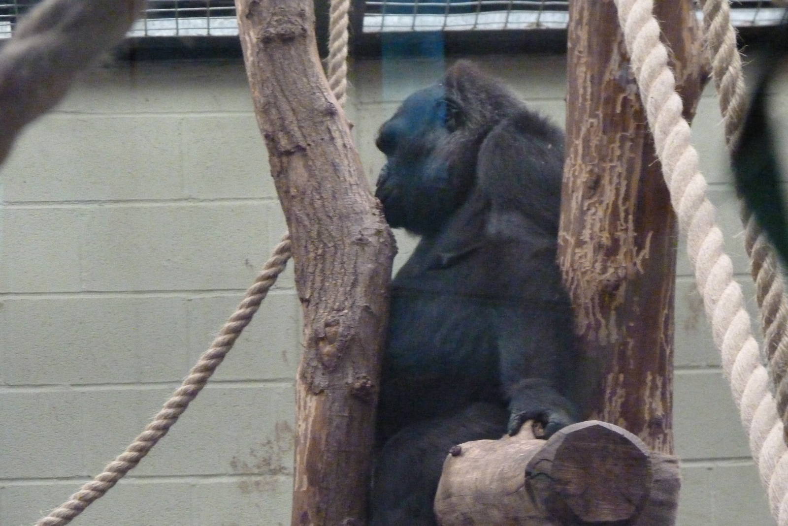 Female gorilla, Effie, September 2016