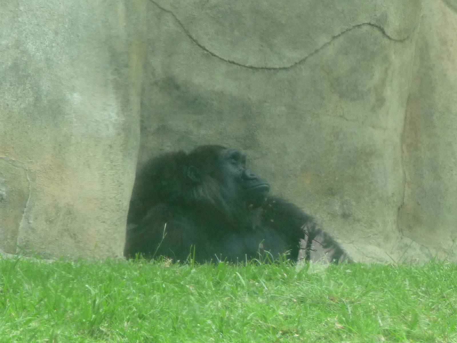 Female gorilla Guadalajara Zoo