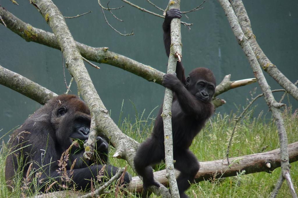Female Gorilla, Lena, and son, June 2012