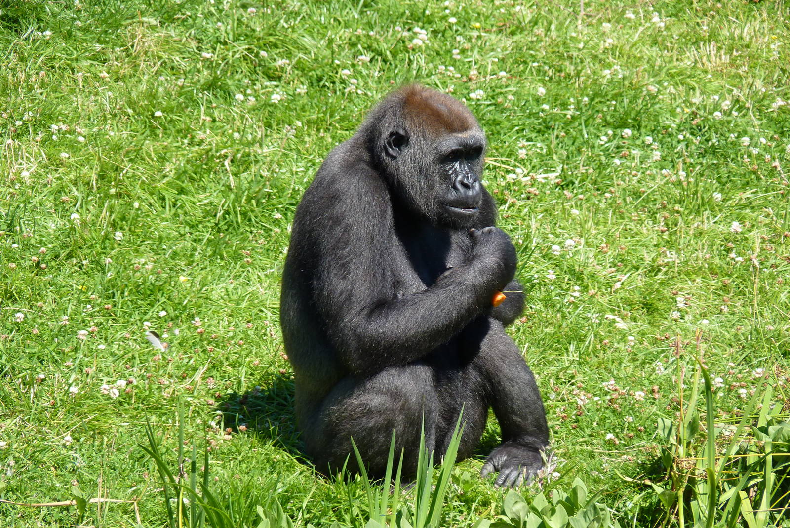 Female Gorilla, Mayani, July 2016