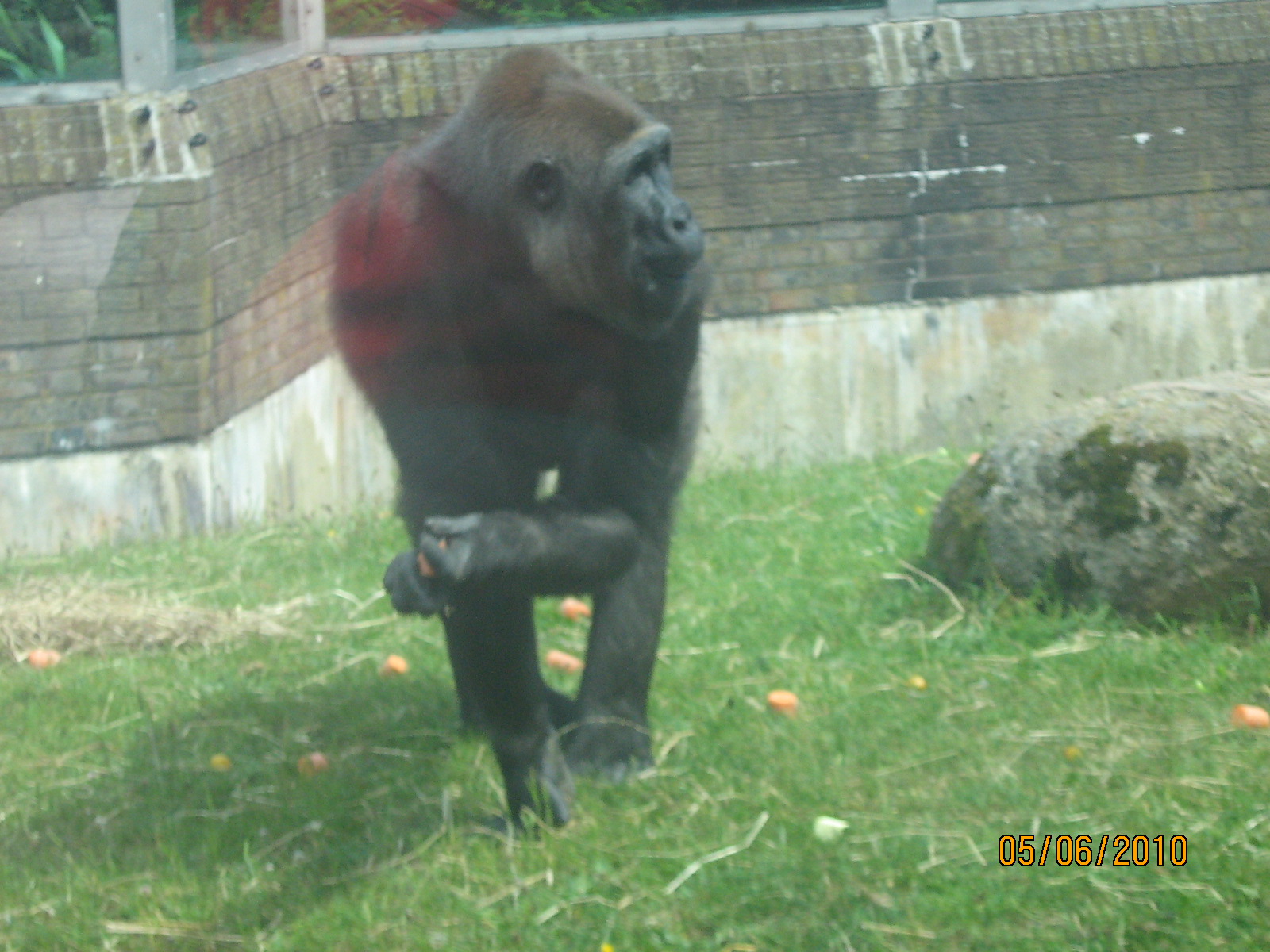 female gorilla njema