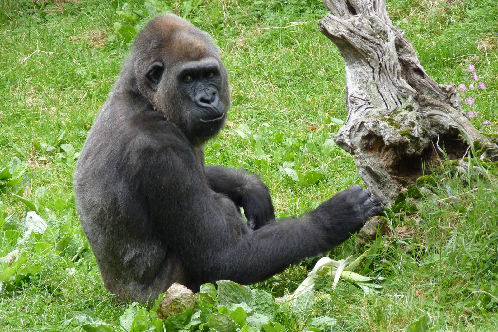 Female gorilla, October 2016