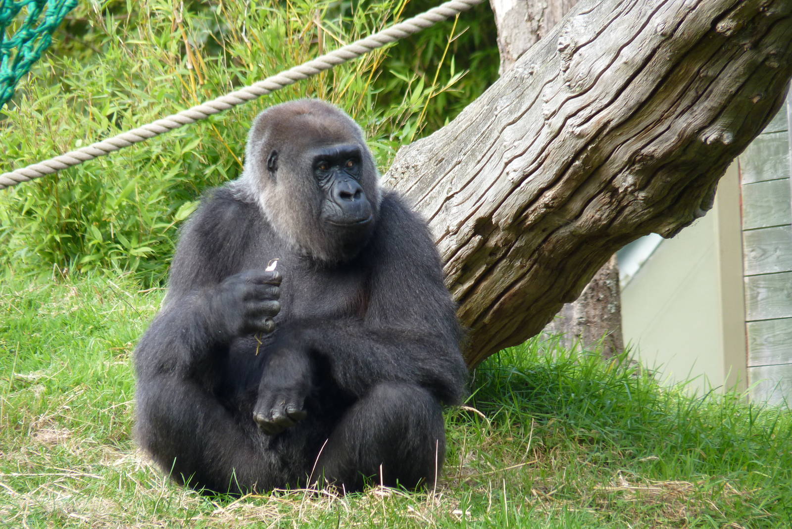 Female gorilla, October 2016