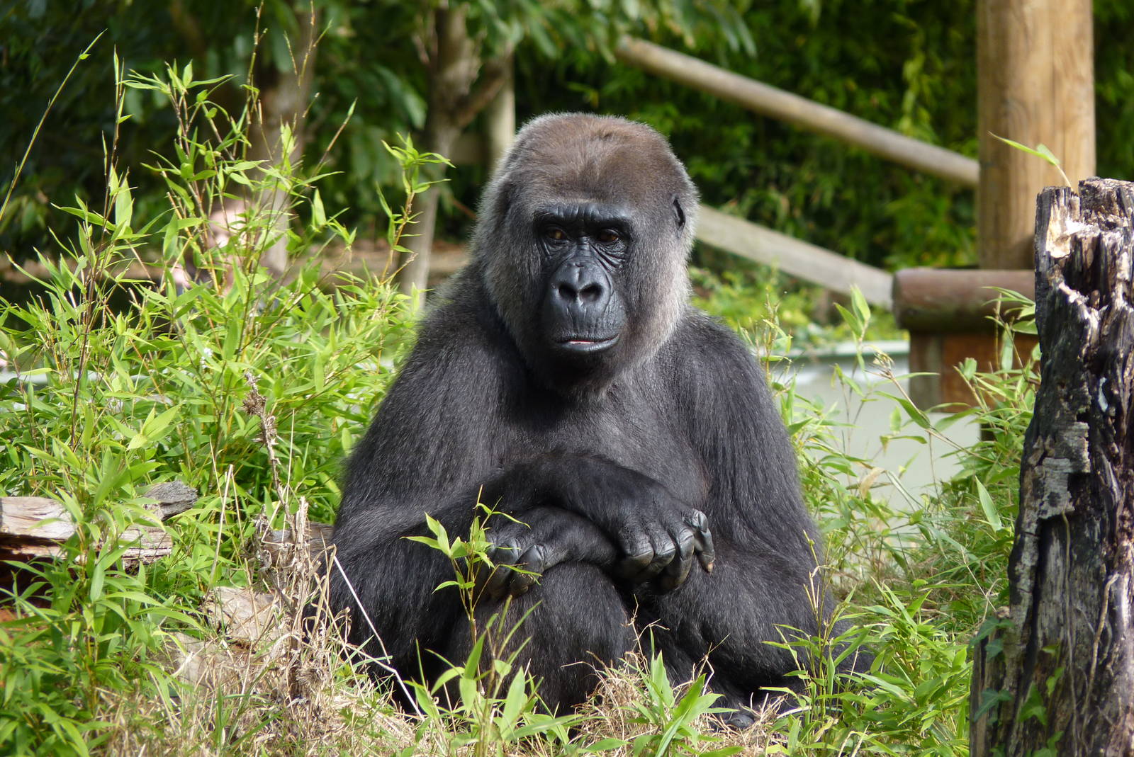 Female gorilla, October 2016