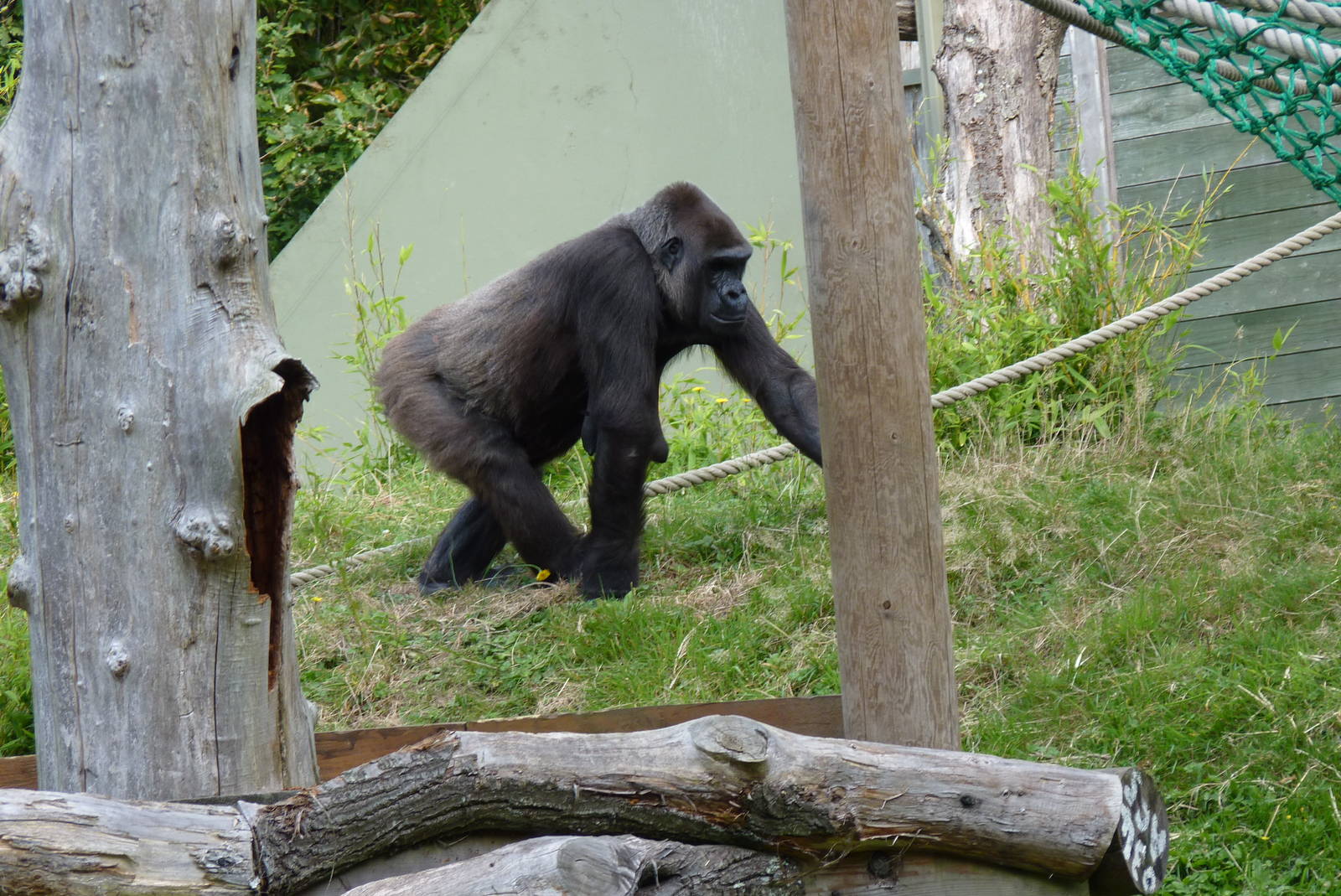 Female gorilla, October 2016