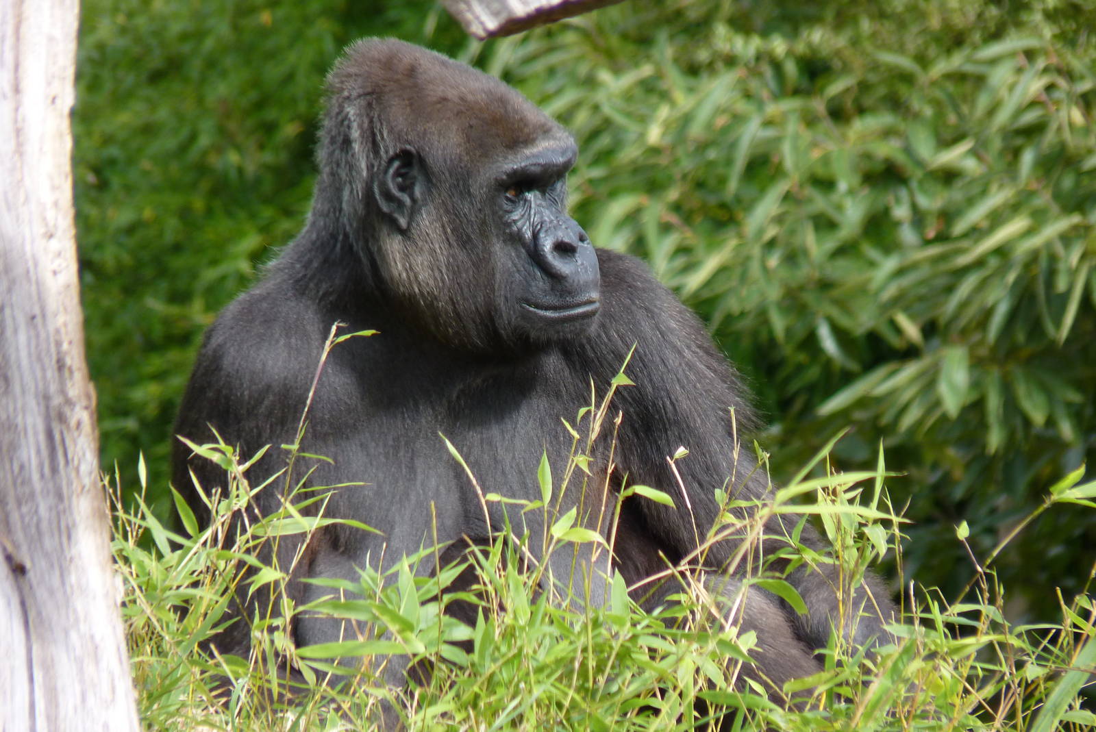 Female gorilla, October 2016