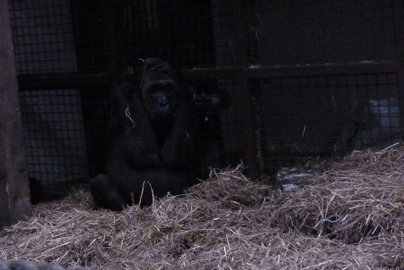 Female Gorilla, September 2016