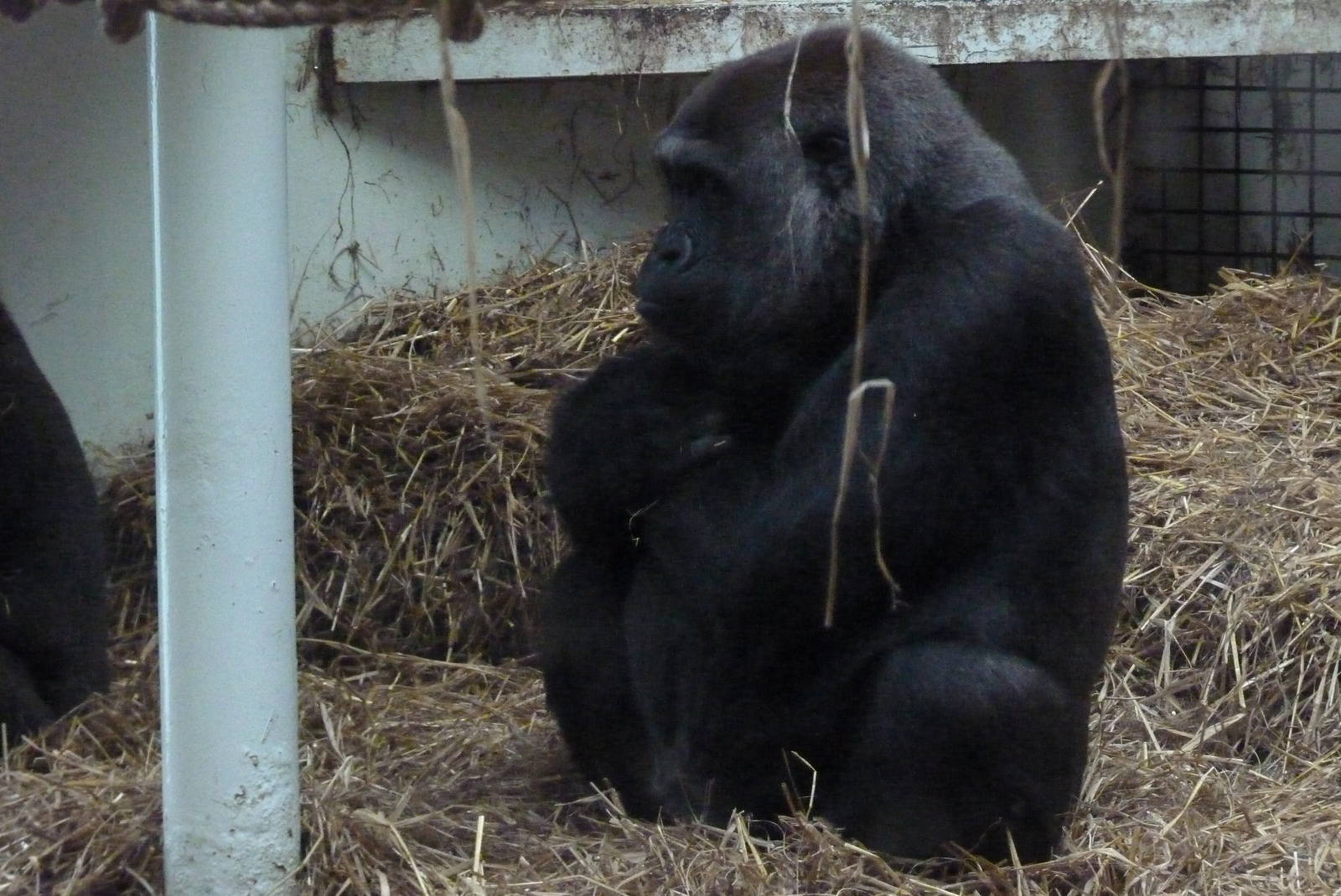 Female Gorilla, September 2016