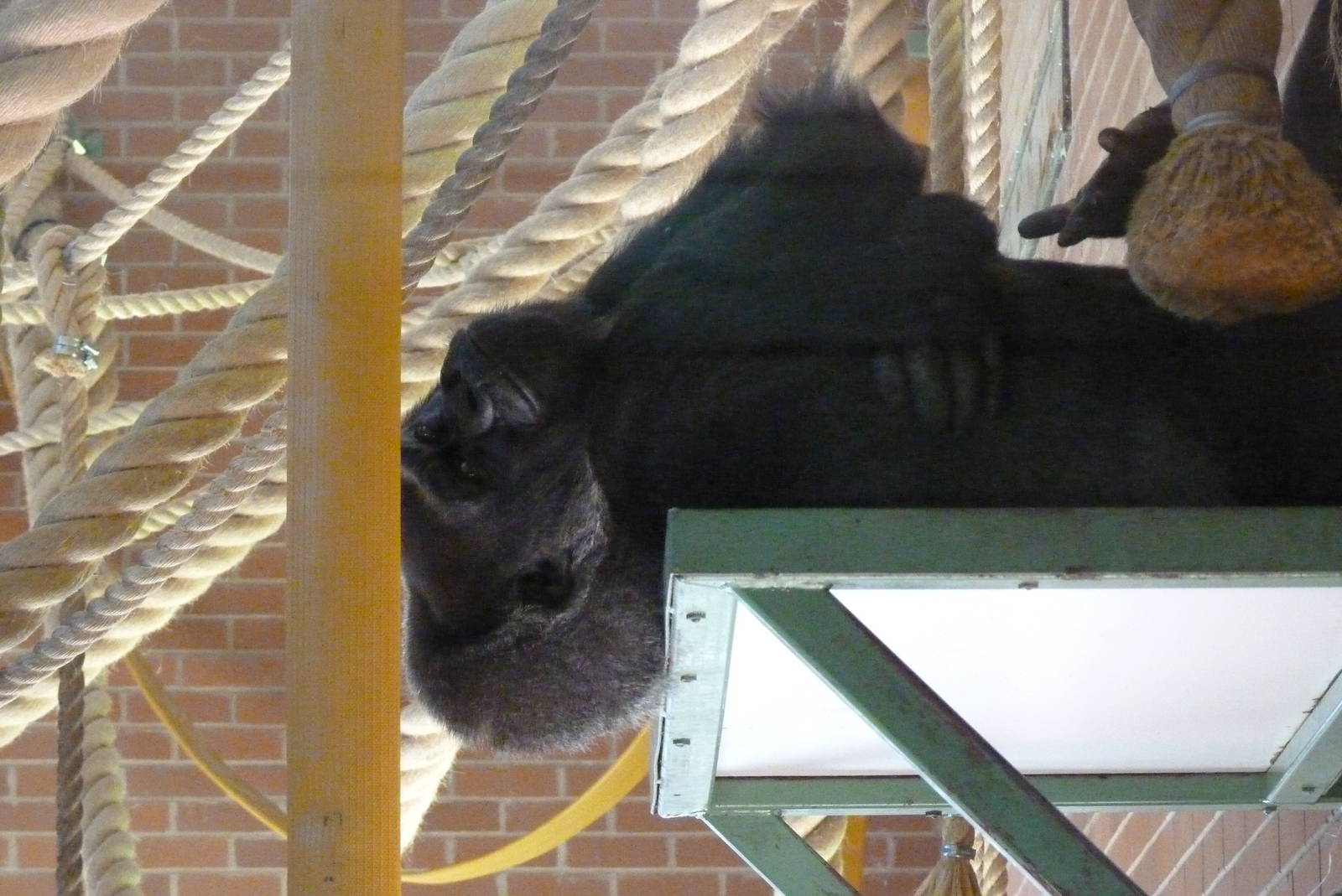 Female Gorilla, September 2016