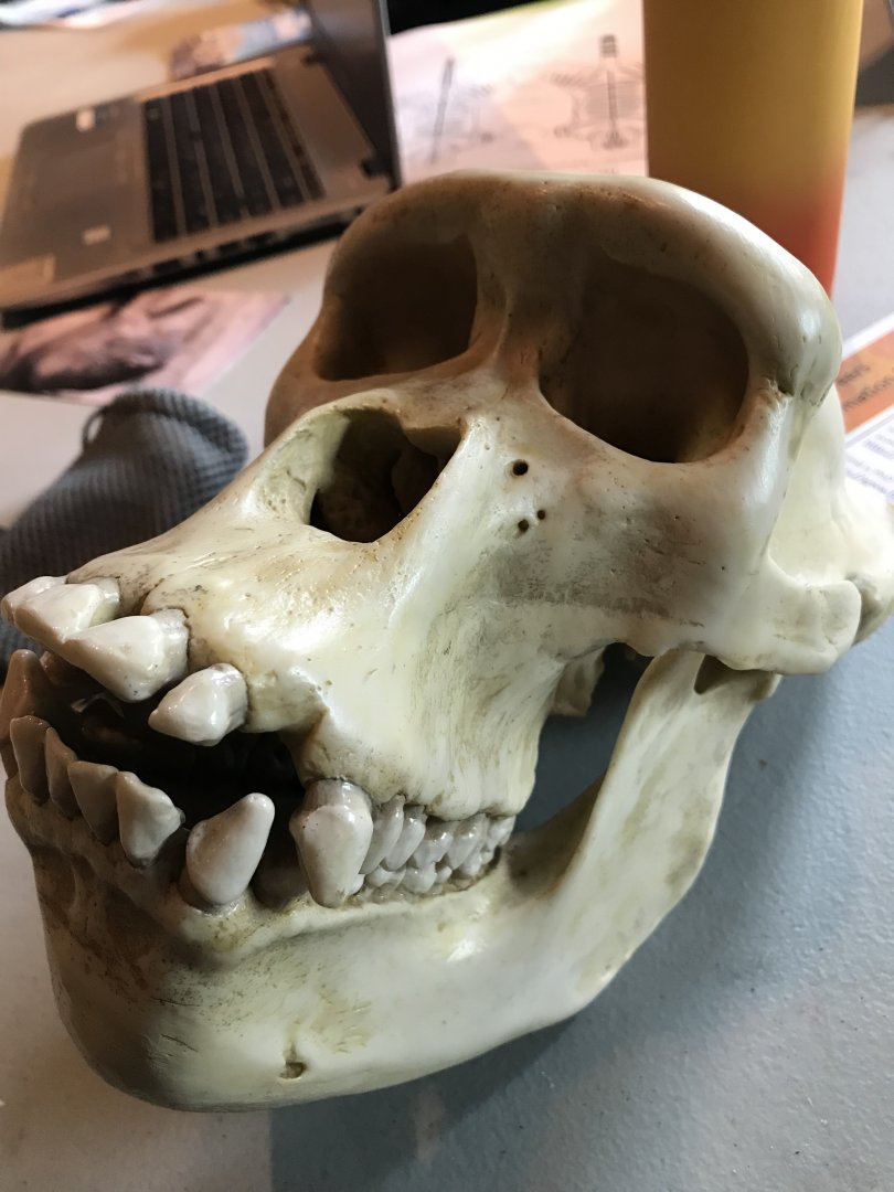 Female gorilla skull