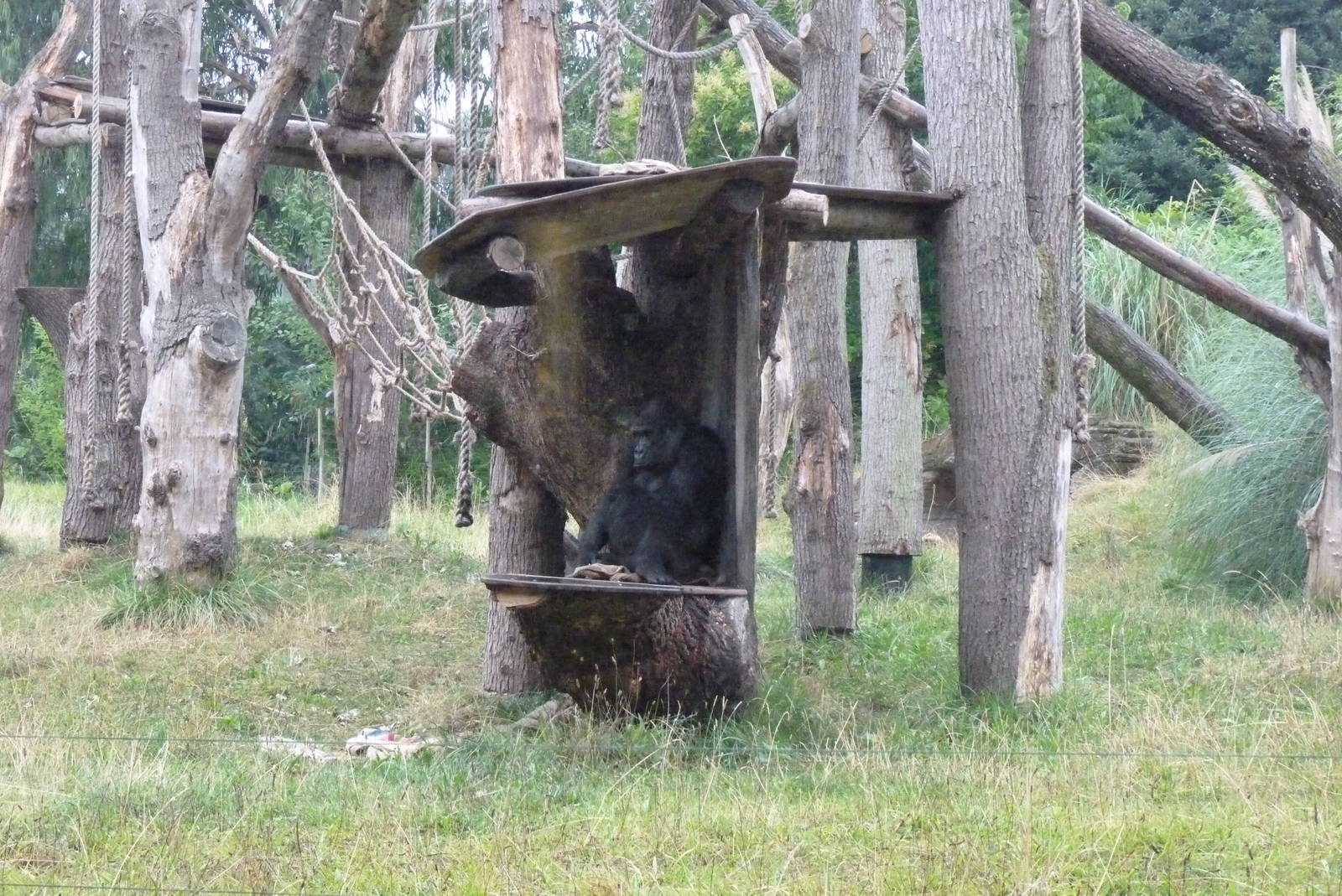 Female gorilla, Zaire, September 2016