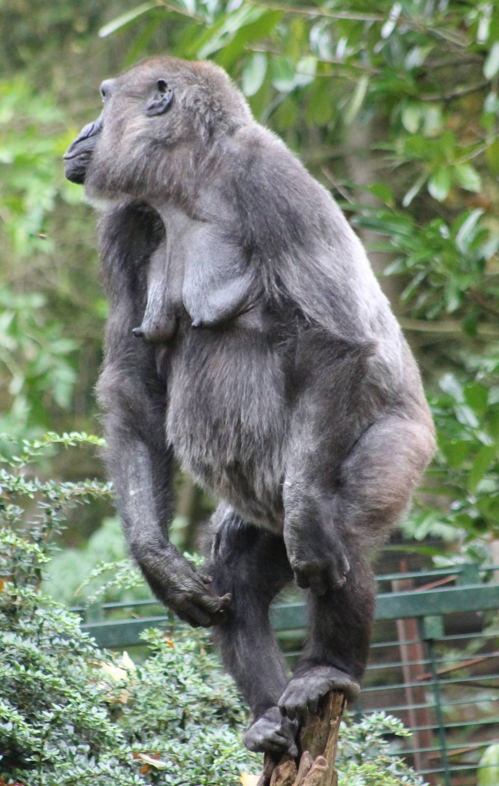 Female Gorilla