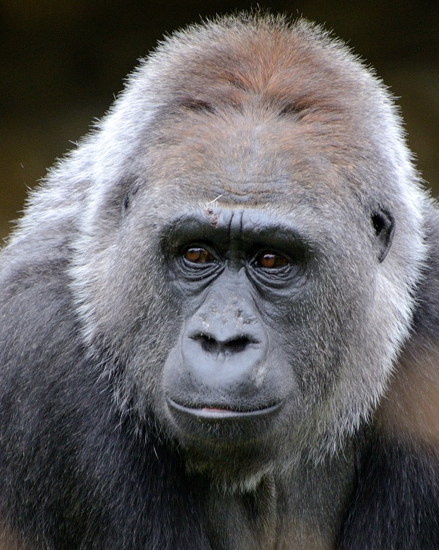 Female Gorilla
