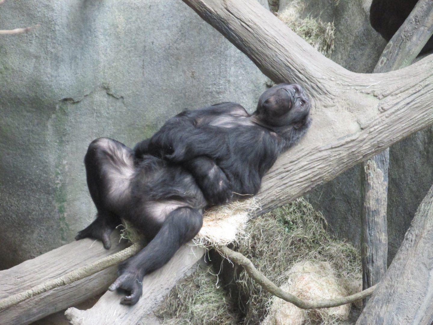 female gorilla