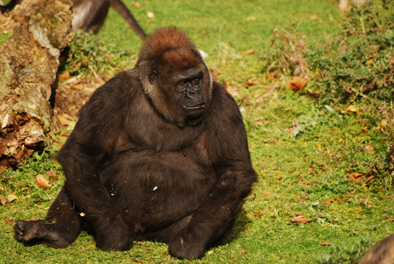 Female gorilla