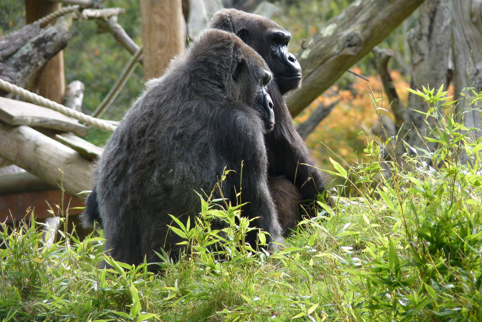 Female gorillas, October 2016