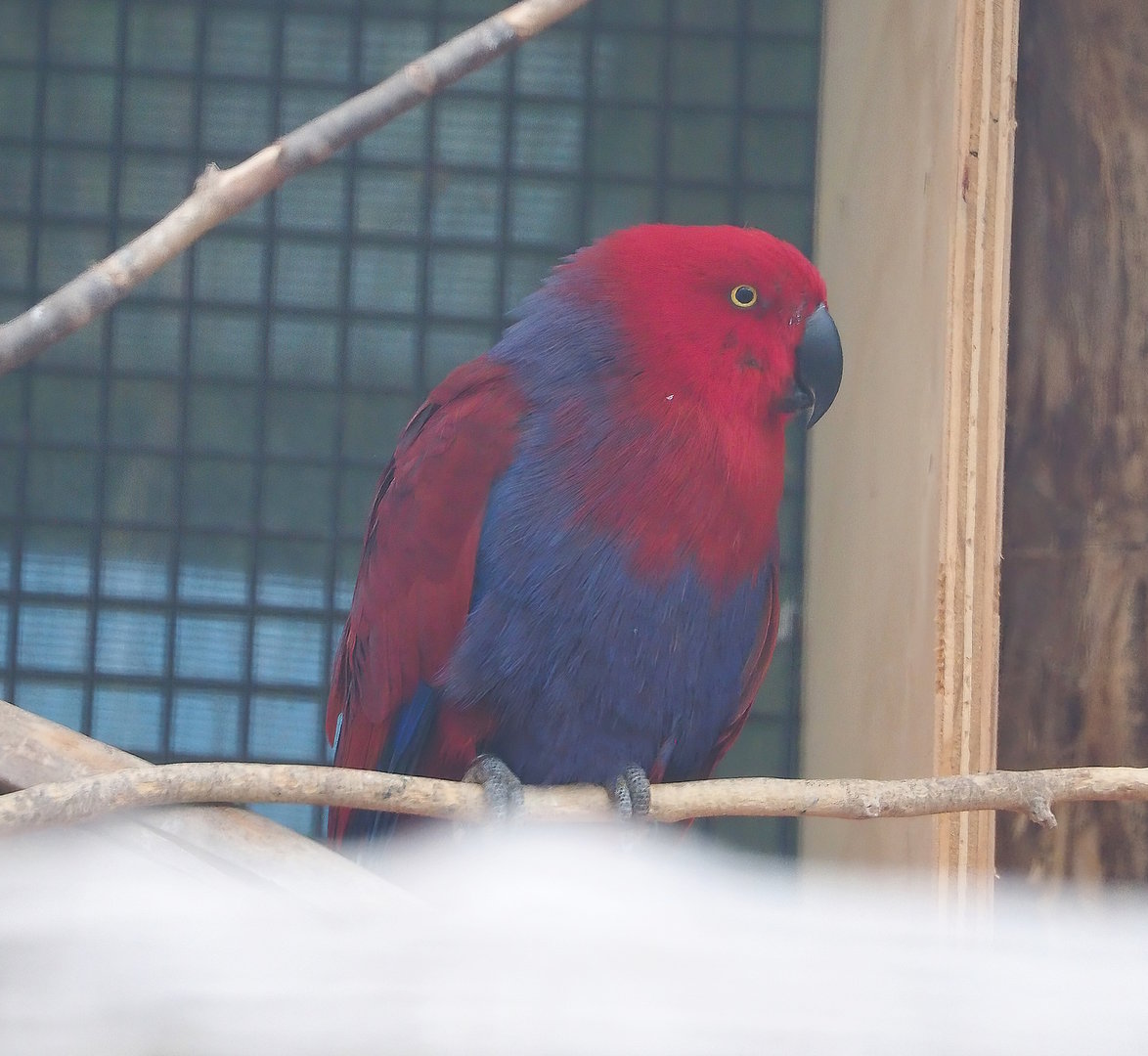 Female Grand Eclectus parrot (Eclectus roratus roratus), 2022-08-28