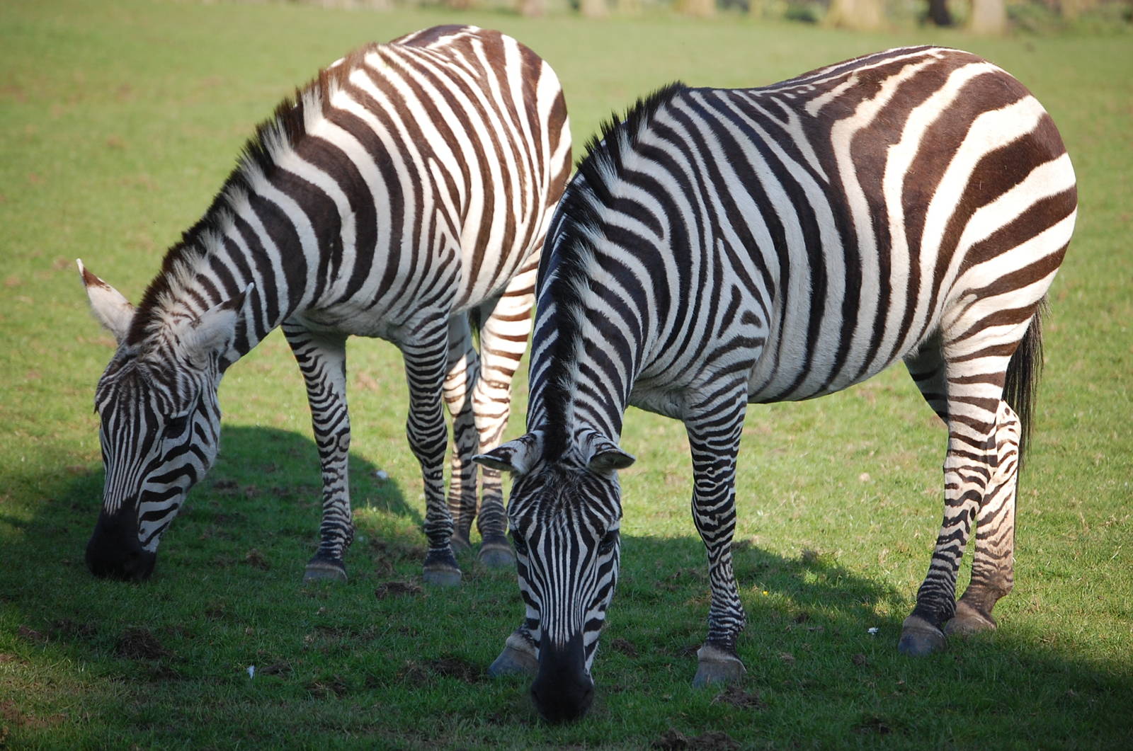 Female Grant's zebra