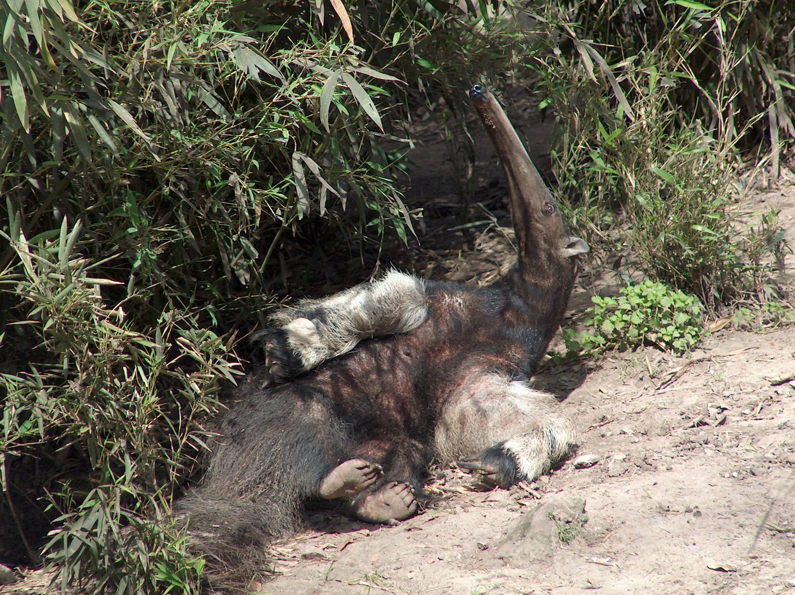 female great anteater buenos aires zoo 2007