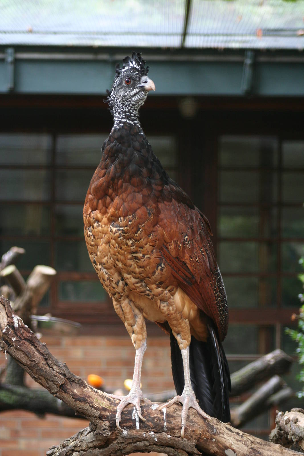 Female Great Curassow @ Berlin Zoo; 05.09.2007