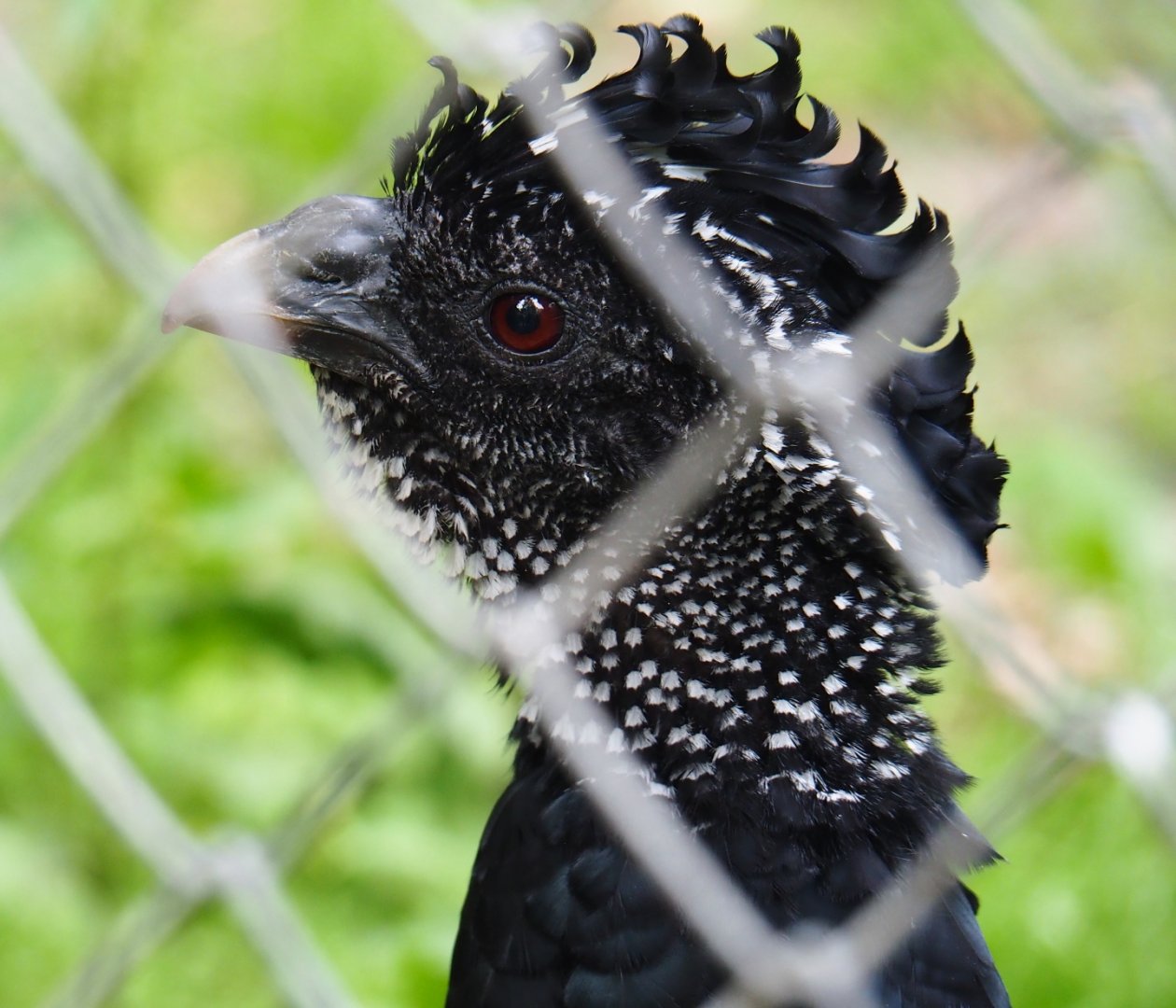 Female Great curassow (Crax rubra rubra), 2019-06-26