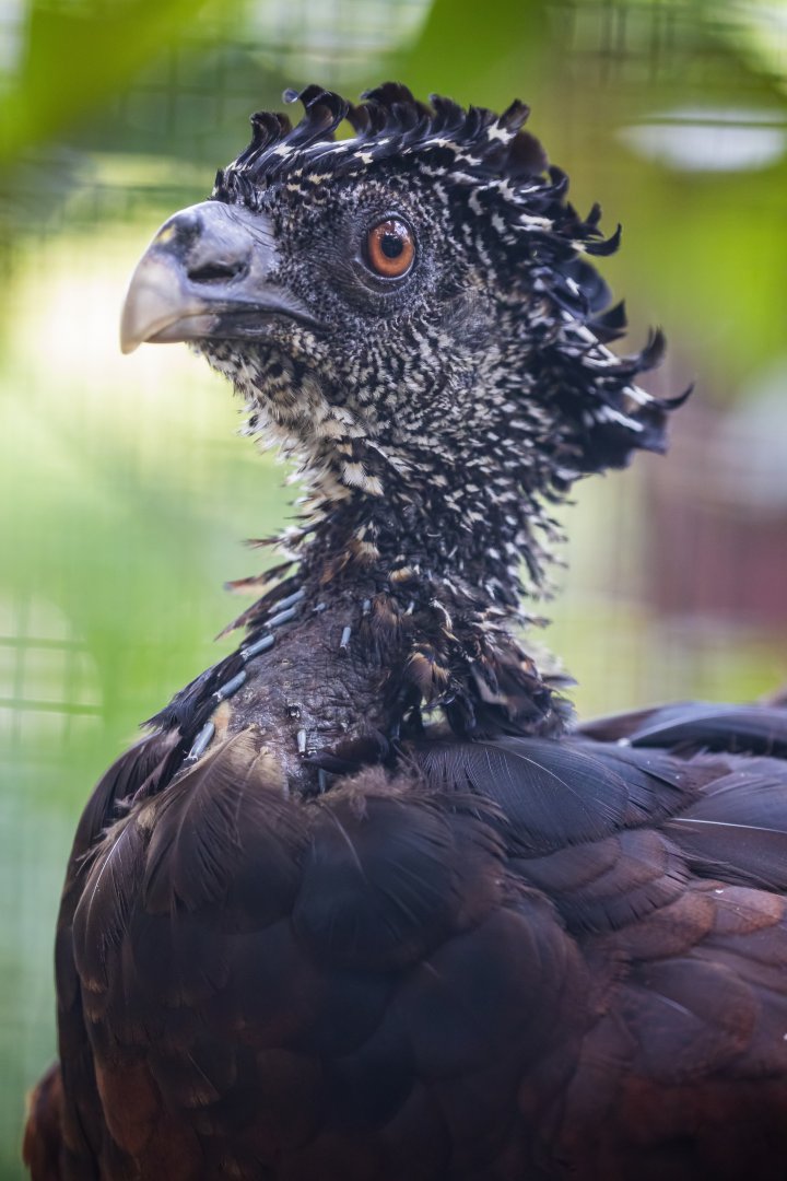 female great curassow (Crax rubra)