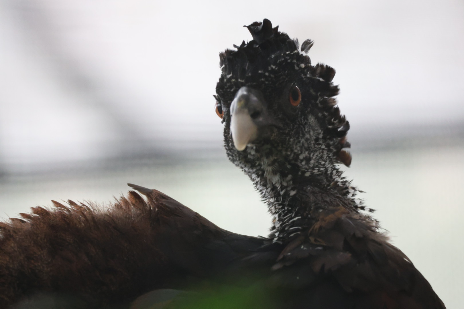 Female great curassow (Crax rubra)