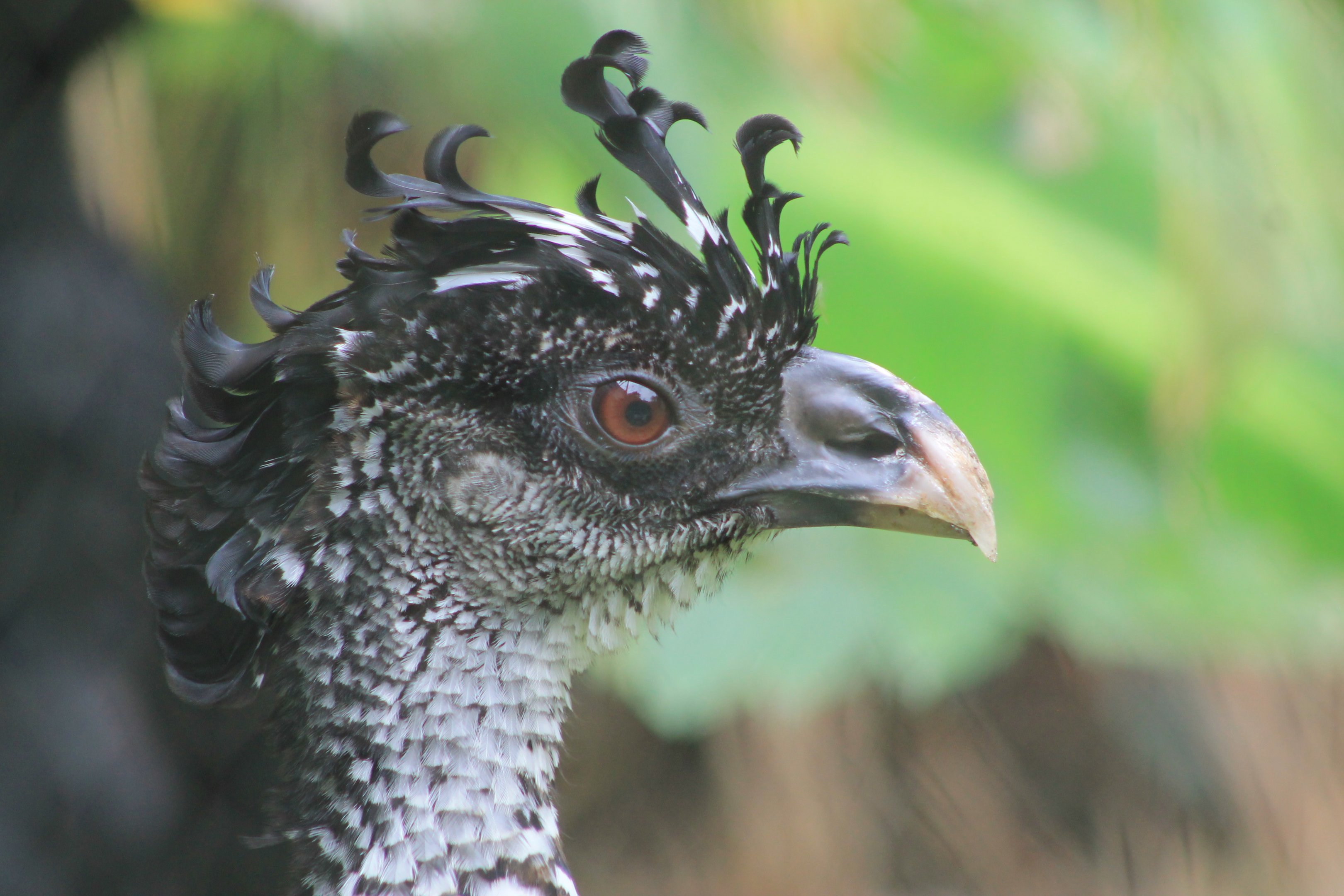Female Great Curassow (Crax rubra)
