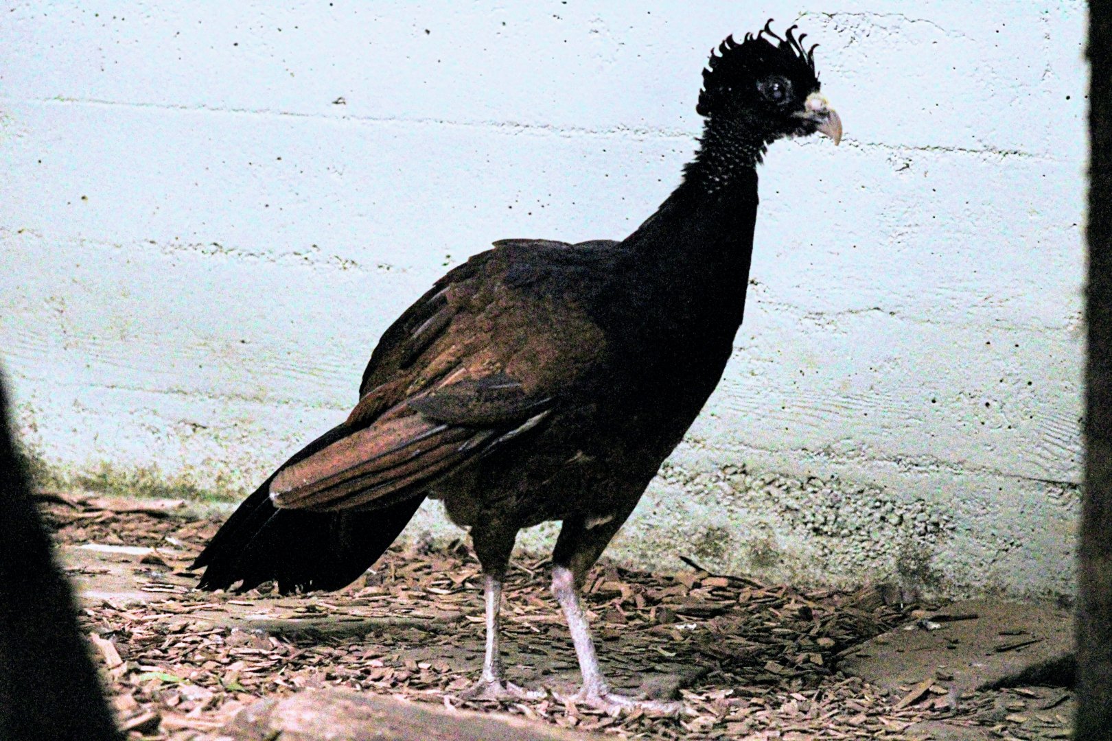 Female Great Curassow [May 25, 2022]