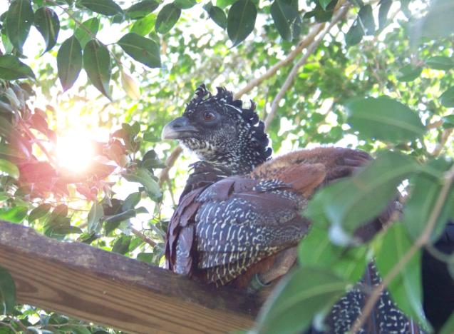 Female (Great?) Curassow