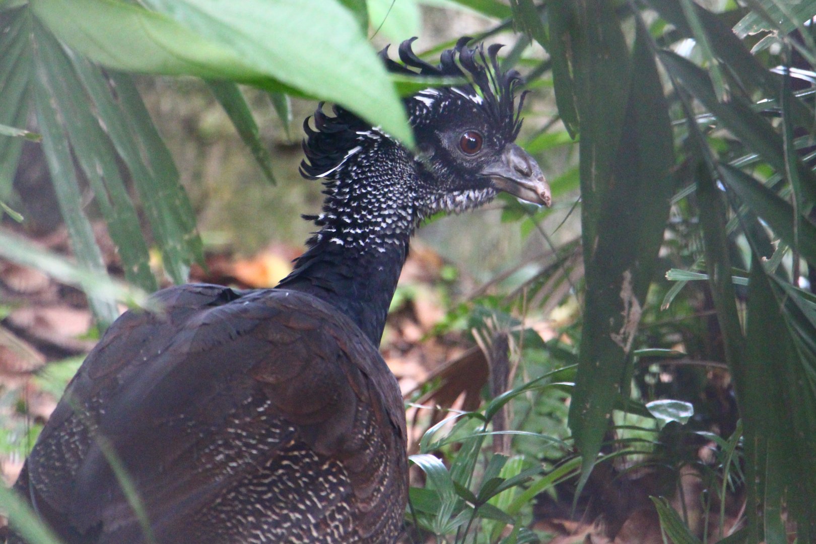 Female Great Curassow