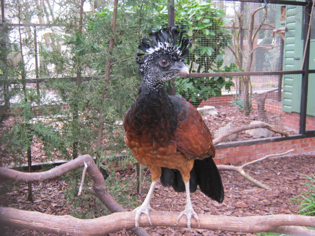 Female Great Currasow.