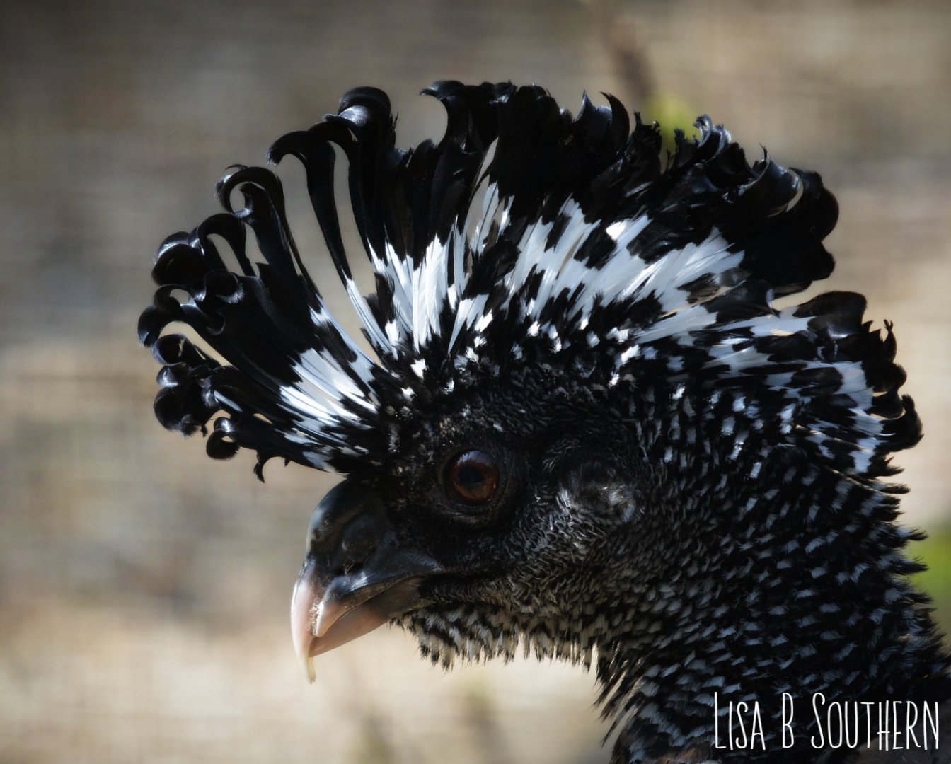 Female Great Currasow