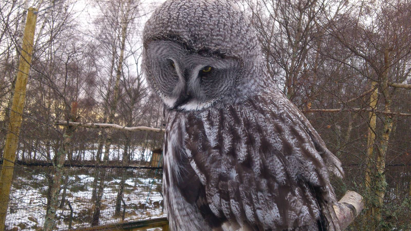Female Great Grey Owl, Skye