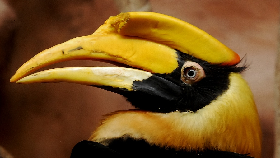 Female Great Hornbill