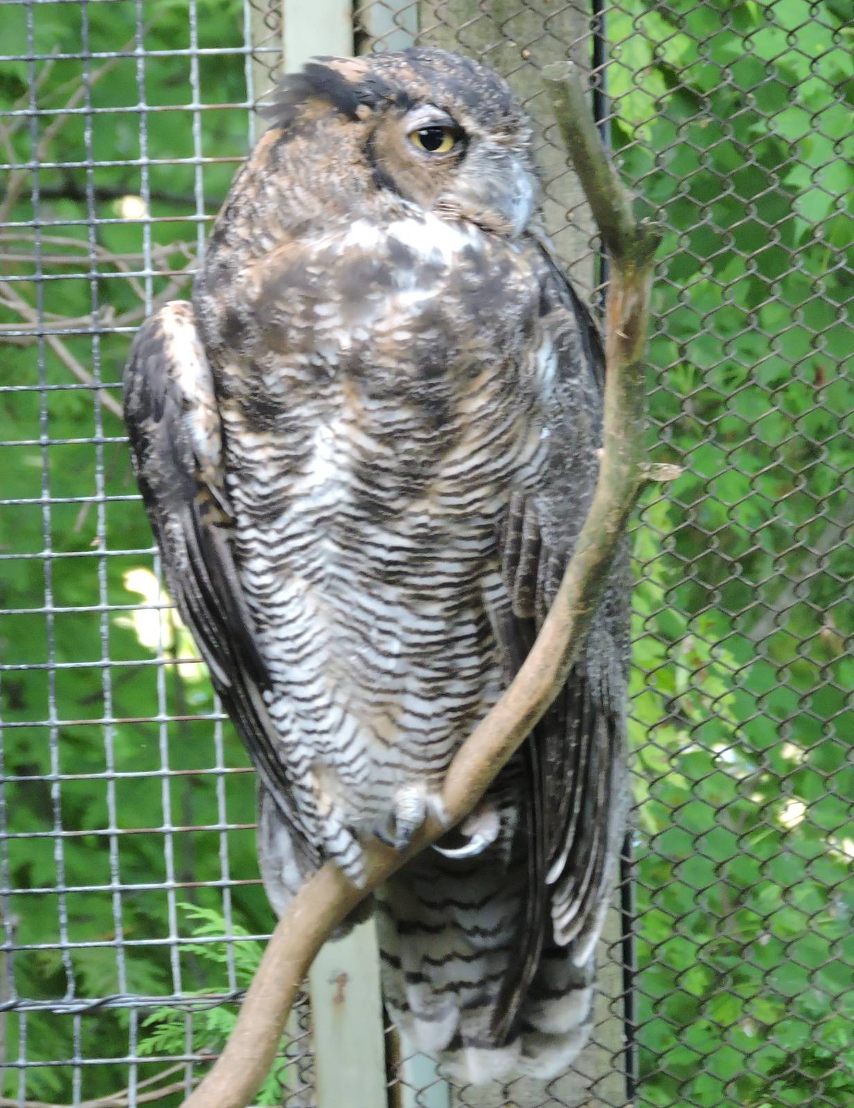 Female Great Horned Owl -Digit