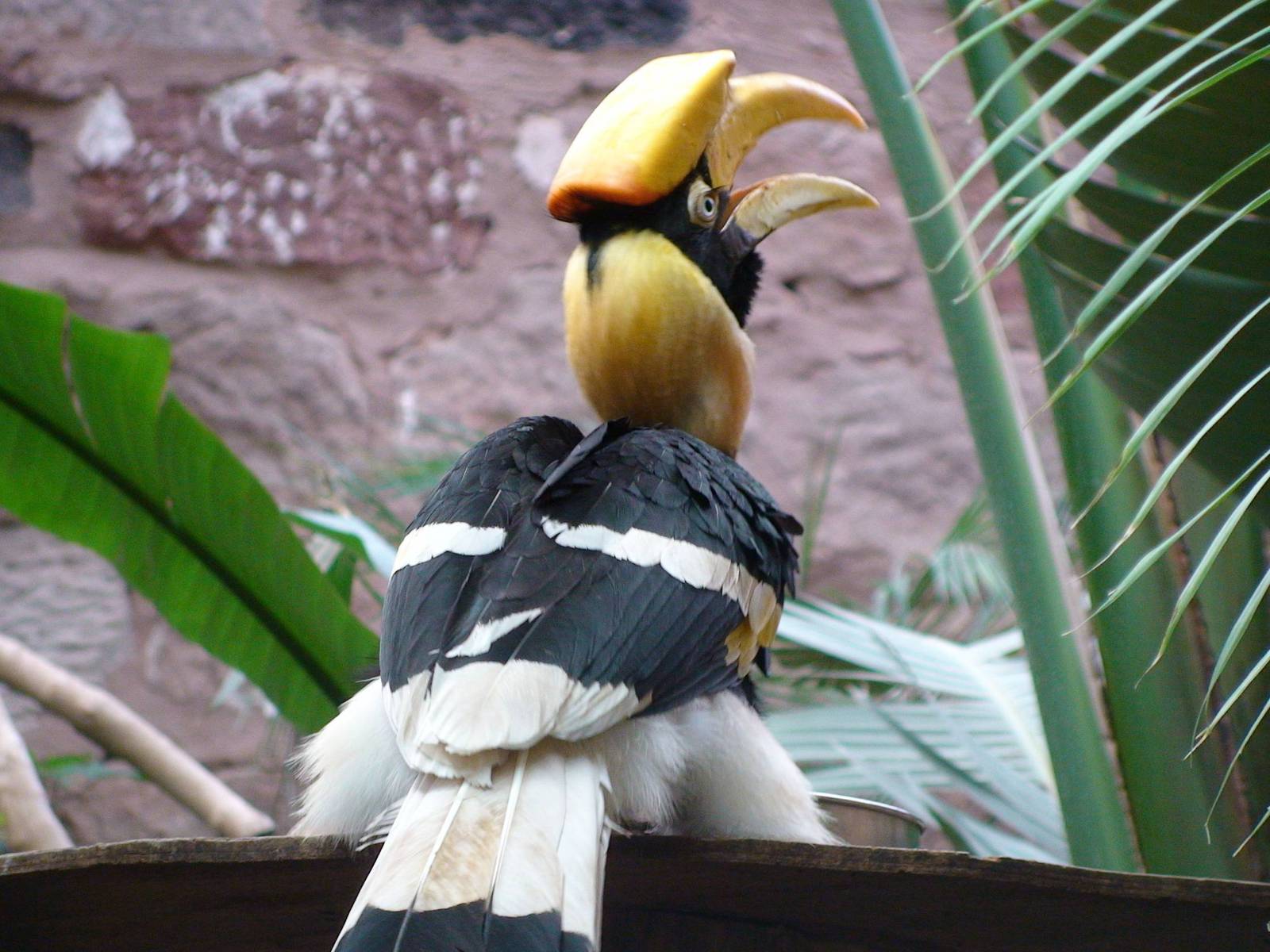 Female great indian hornbill