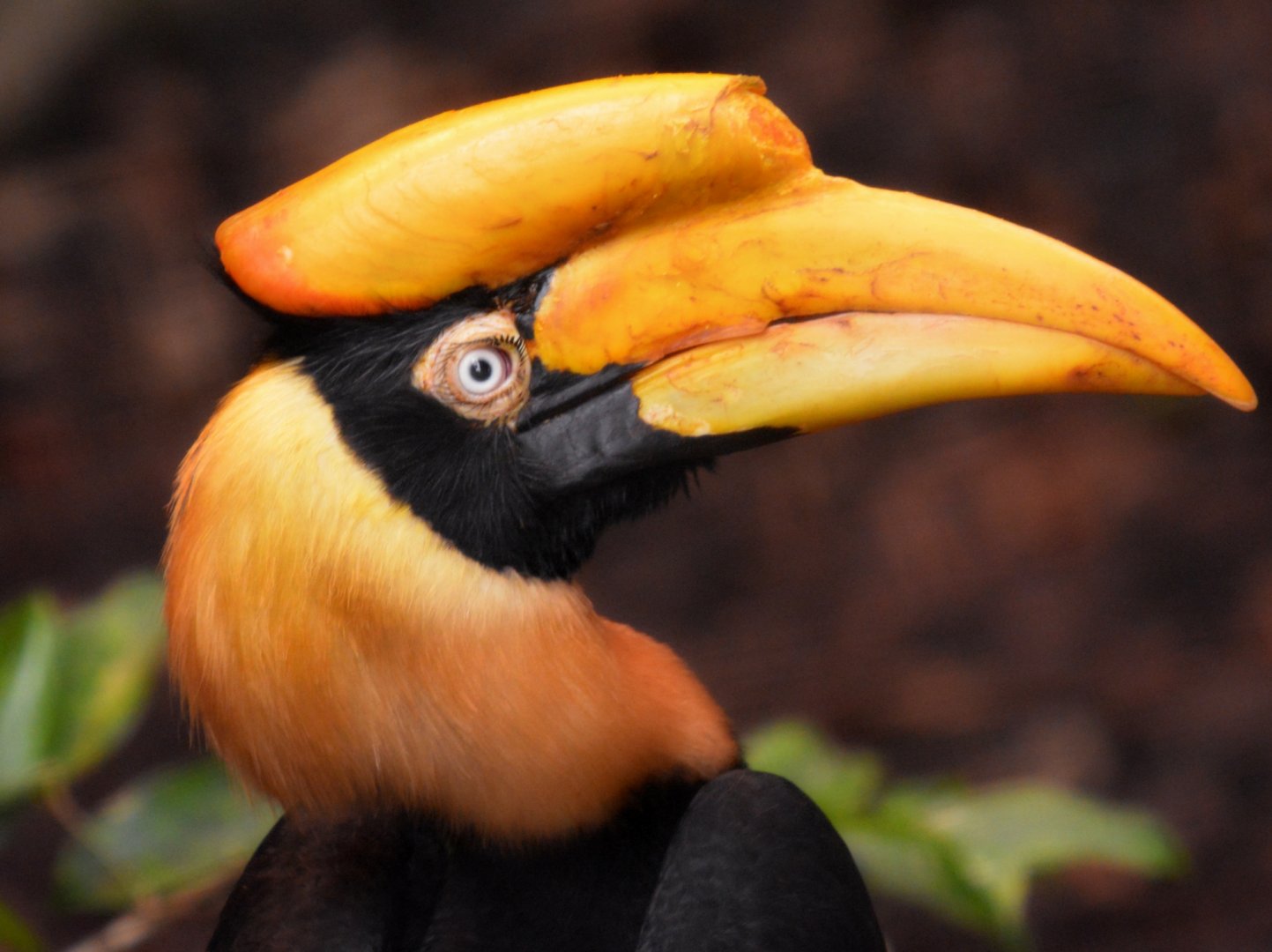 Female Great Indian Hornbill